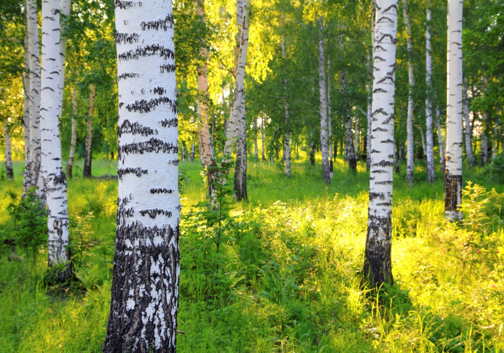 Trunks of trees with white bark, stand in a green, dappled field.