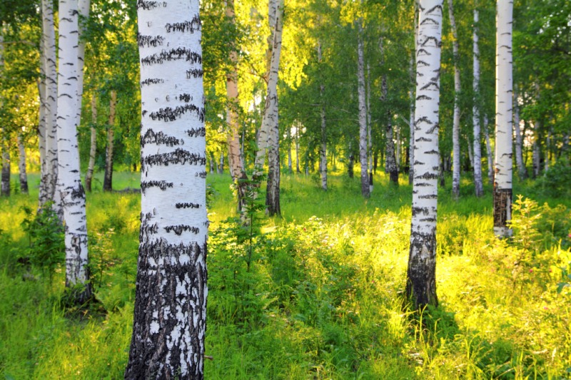 Trunks of trees with white bark, stand in a green, dappled field.