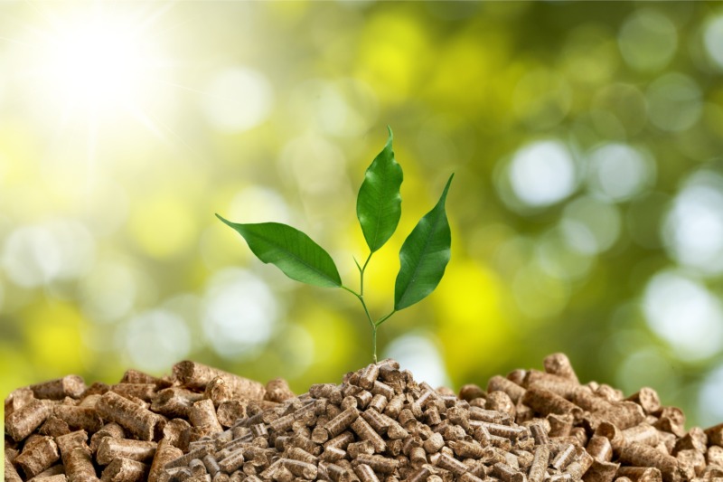 A plant grows from a pile of biomass fuel pellets, outdoors.