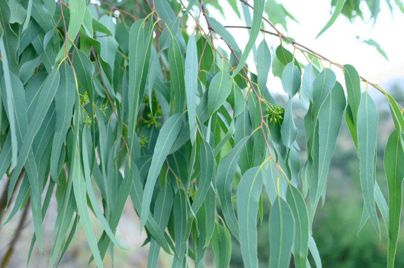 Branch of Eucalyptus tree leaves outdoors.