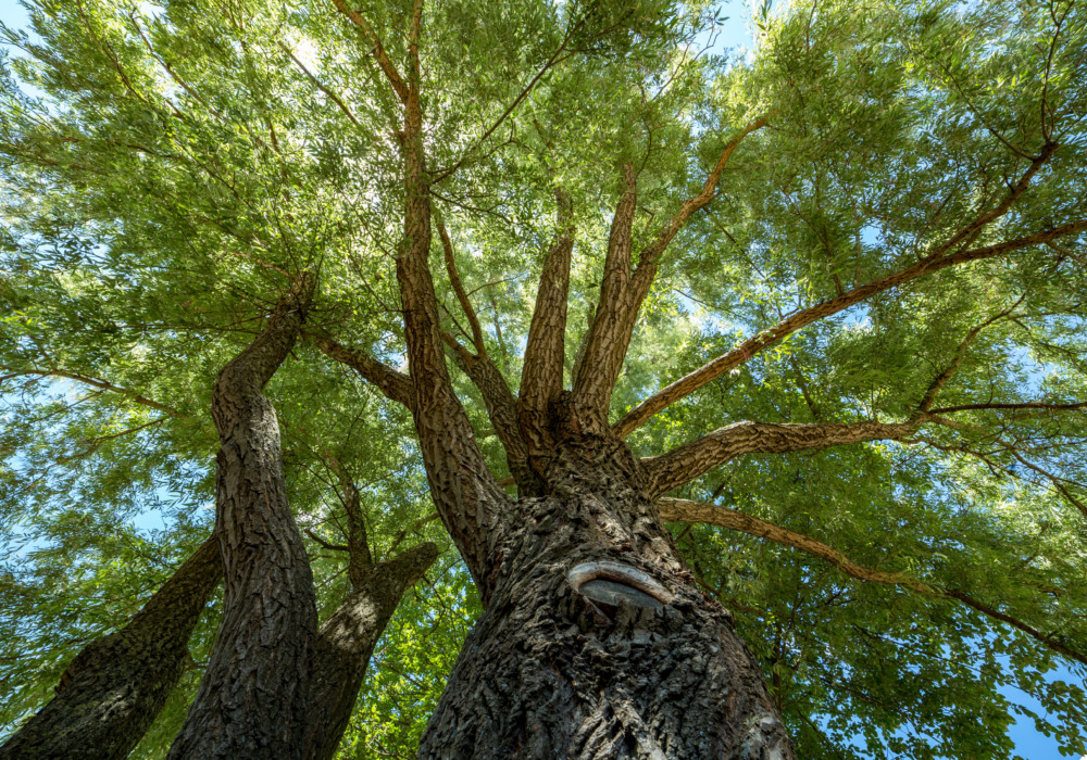Low angle view of a European ash tree