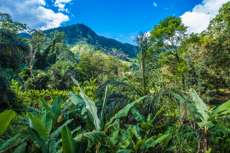 Wild banana tree flower in the lush primeval forests, Ranunafama National Park, Madagascar