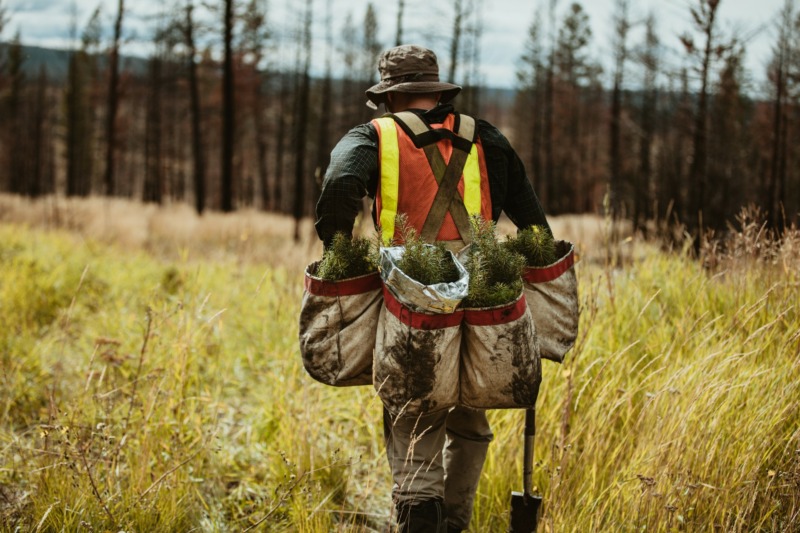 A man carries saplings in bags, to replant. Reforestation initiative.