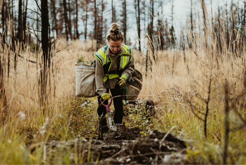 A woman in a high-vis jacket, plants seedlings in a woodland. Carbon planting and reforestation initiative.